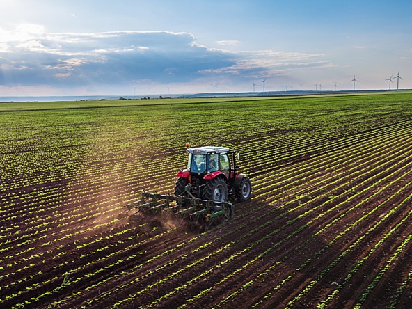 Farm crop